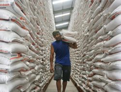 Kabar Gembira, Harga Beras Mulai Turun Rp 200 per Kg Berkat Panen Raya