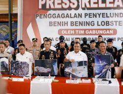 Bareskrim Polri : Gagalkan Penyelundupan 151 Ribu Benih Lobster di Perairan Bintan