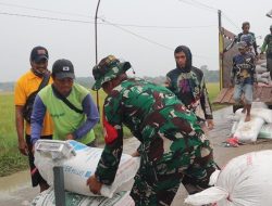 Dandim Brebes Pastikan Petani Tak Rugi, Gabah Diserap Bulog Sesuai HPP
