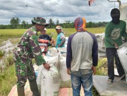 Dukung Ketahanan Pangan, Babinsa Rawa Mulia Dampingi Petani Pasca Panen Padi