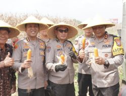 Kapolda Jatim Pimpin Panen Raya Jagung Hibrida di Sidoarjo