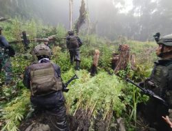 TNI Berhasil Temukan Dan Bongkar Lahan Ganja di Pedalaman Papua