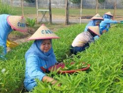 DUKUNG PROGRAM KETAHANAN PANGAN, SATLINLAMIL 3 PANEN SAYURAN DAN HASIL TERNAK