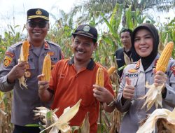 Keberhasilan Program Ketahanan Pangan Nasional: Sinergi Kolaboratif Menuju Swasembada Jagung 2025