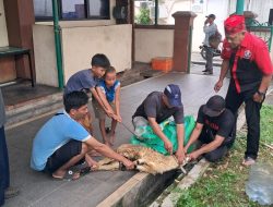 Forkam Gelar Penyembelihan Hewan Qurban