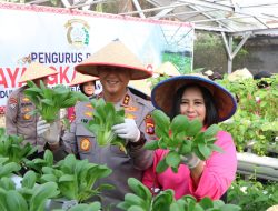 Dukung Ketahanan Pangan, Kapolda Kalteng Bersama Bhayangkari Panen Sayur di Lahan Pekarangan Pangan Lestari
