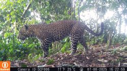 Ekspedisi Macan Tutul Jawa di Sanggabuana Catat Temuan Penting, TNI AD Perkuat Kiprah Pelestarian Alam