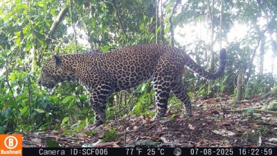 Ekspedisi Macan Tutul Jawa di Sanggabuana Catat Temuan Penting, TNI AD Perkuat Kiprah Pelestarian Alam