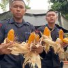 Brimob Polda Metro Jaya Dukung Program Ketahanan Pangan Lewat Panen Jagung dan Aksi Bersih Lingkungan