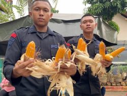 Brimob Polda Metro Jaya Dukung Program Ketahanan Pangan Lewat Panen Jagung dan Aksi Bersih Lingkungan