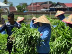 Satlinlamil 3 Panen Perdana Sayuran, Wujud Nyata Program Ketahanan Pangan TNI AL