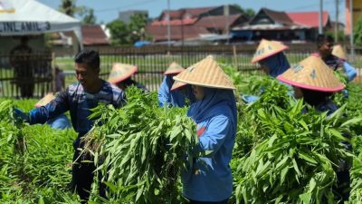 Satlinlamil 3 Panen Perdana Sayuran, Wujud Nyata Program Ketahanan Pangan TNI AL