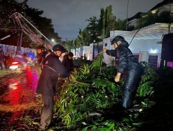 Brimob Polda Metro Jaya Sigap Evakuasi Pohon Tumbang di Kebayoran Baru, Arus Lalu Lintas Kembali Lancar