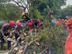 Tim SAR Ditsamapta Patroli Jaga Jakarta Tangani Pohon Tumbang di Jakpus