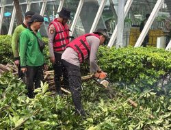 Gerak Cepat Ditsamapta Tangani Pohon Tumbang di Halte MRT Setiabudi Astra