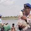 Dukung Ketahanan Pangan, Polairud Metro Tebar 10 Ribu Bibit Bandeng