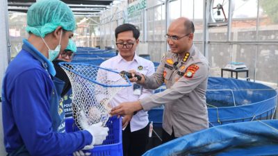 Greenhouse SPPG Palmerah Panen Sawi dan Nila untuk Menu Bergizi 2.529 Penerima Manfaat
