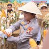 Polda Metro Jaya Panen Jagung Kelompok Tani Binaan di Cisauk