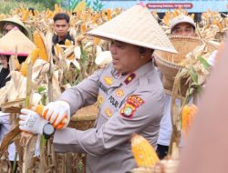 Polda Metro Jaya Panen Jagung Kelompok Tani Binaan di Cisauk