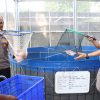 Polda Metro Jaya dan Polres Jakbar Panen 219 Kg Ikan Nila di Greenhouse Palmerah
